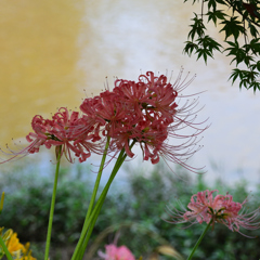 彼岸花　９/１６❸