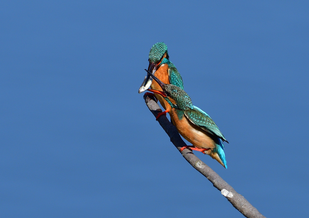 給餌　３/２３❸