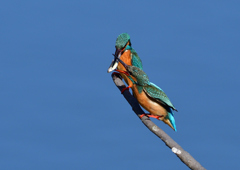 給餌　３/２３❸