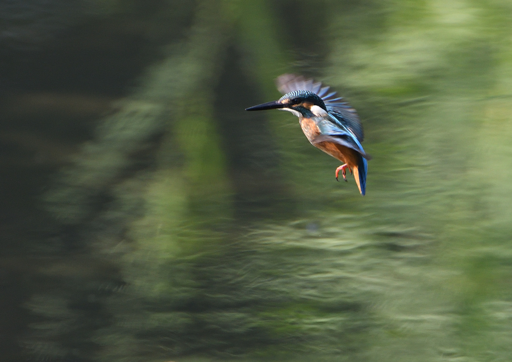 若鳥の雄・ホバる　９/１０❹