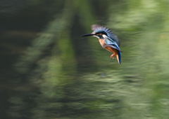 若鳥の雄・ホバる　９/１０❹