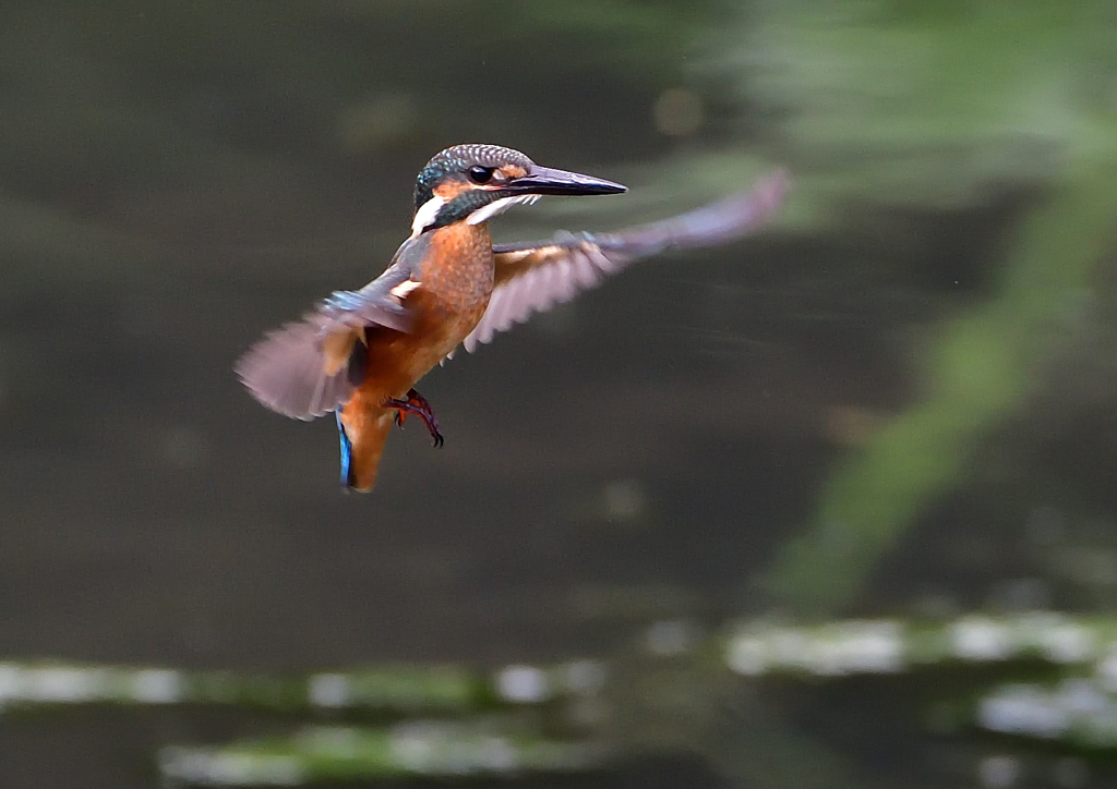 ホバリング　７/２９➃
