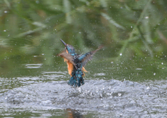 ダイブ　７/１８❶