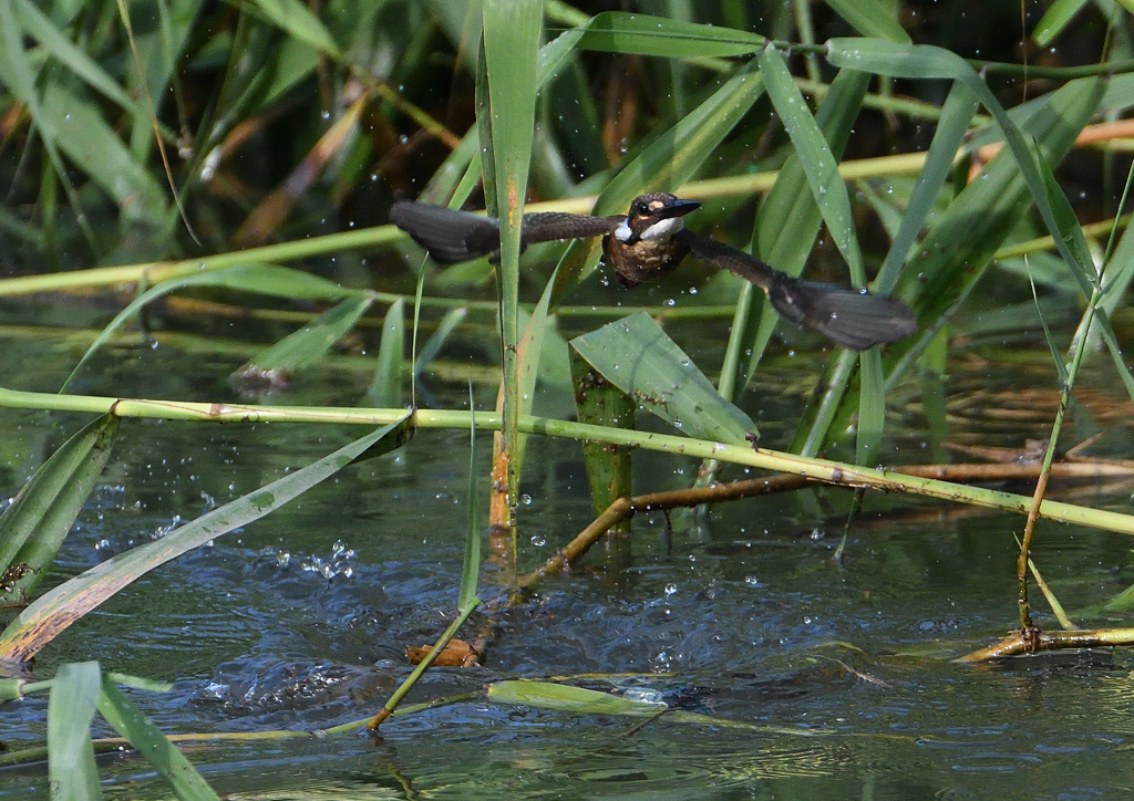 二番子のダイブ❷