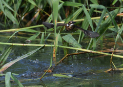 二番子のダイブ❷