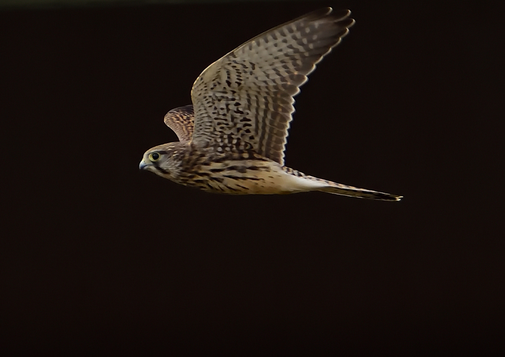 チョウゲンボウ　６/９➓