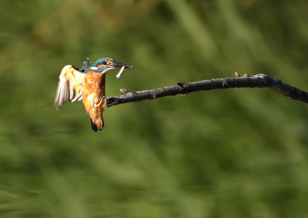 止まり木　９/６❶