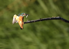 止まり木　９/６❶