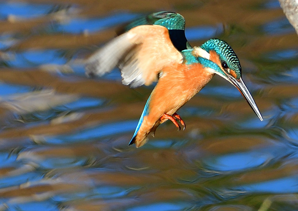 いつもの公園で　１１/２１❸