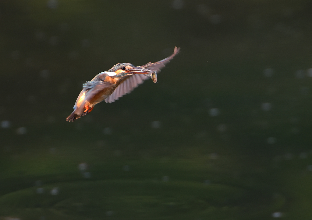 魚を・・・・　８/１❷