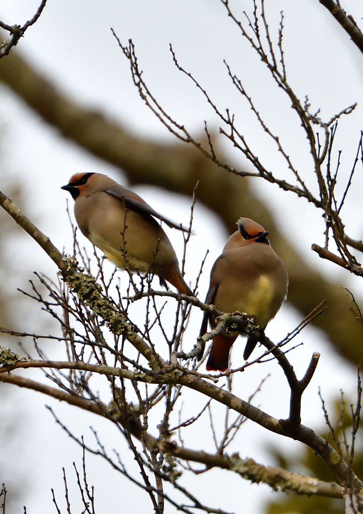 ヒレンジャ　２/１８❹