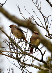 ヒレンジャ　２/１８❹