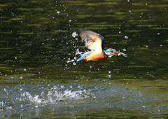 水飛沫　１０/１５❻