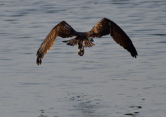 ミサゴ　１/７❸