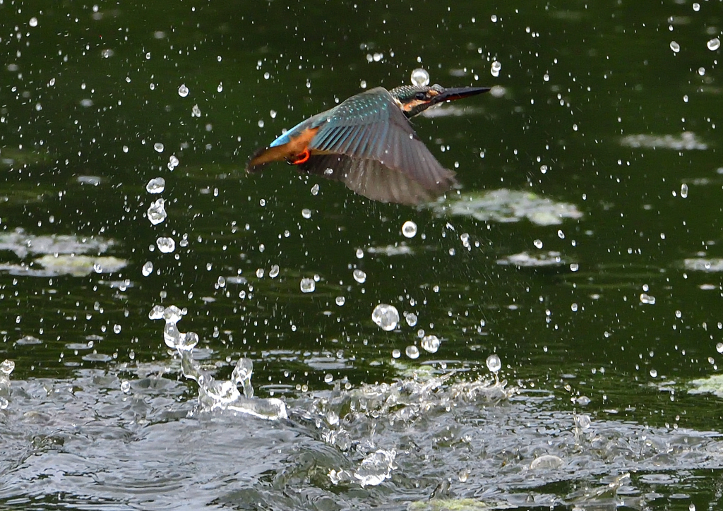 水飛沫　８/６❸