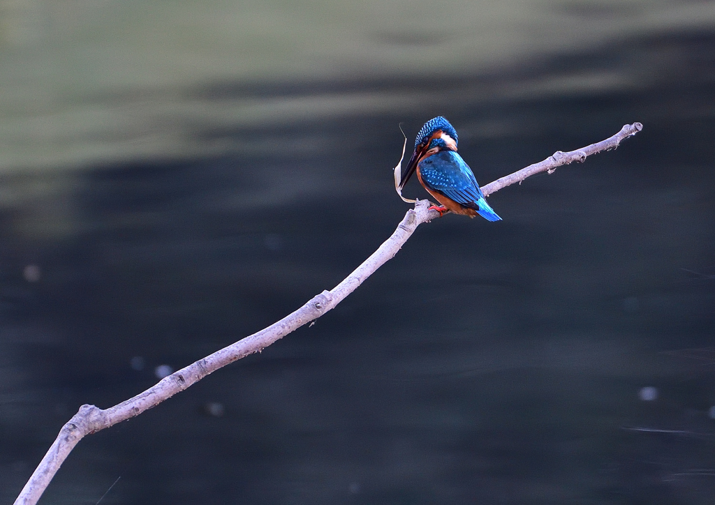 あれ～・・・・❼