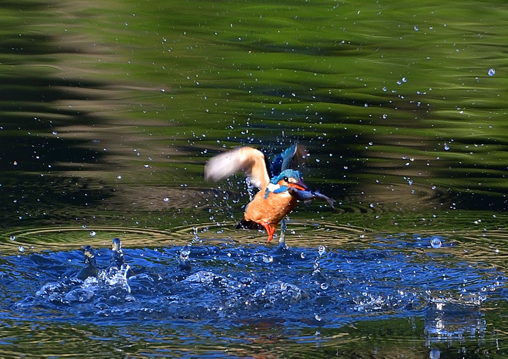 魚を・・・・　４/２４❶