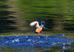 魚を・・・・　４/２４❶