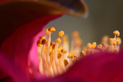 山茶花