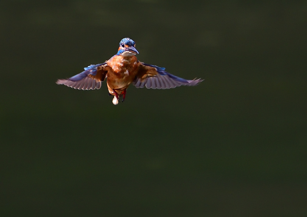 いつもの公園で　2回目のホバリング　９/１９❶