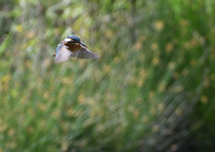 ホバ　５/１３❸