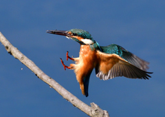 止まり木　８/１❷