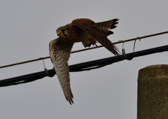 チョウゲンボウ　１２/２９❷