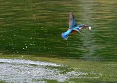 いつもの公園　５/２５❽