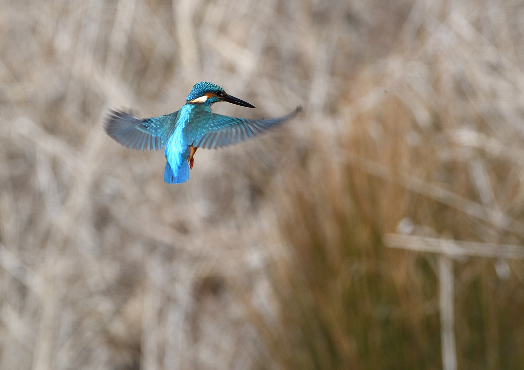 オスがホバる❷