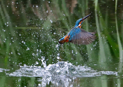 ダイブ　９/２９❷