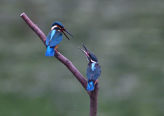 2羽の若鳥　７/２０➃