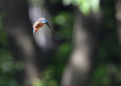 ホバリング　６/１８❶