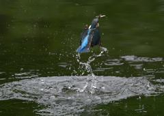 今日のカワセミ❹