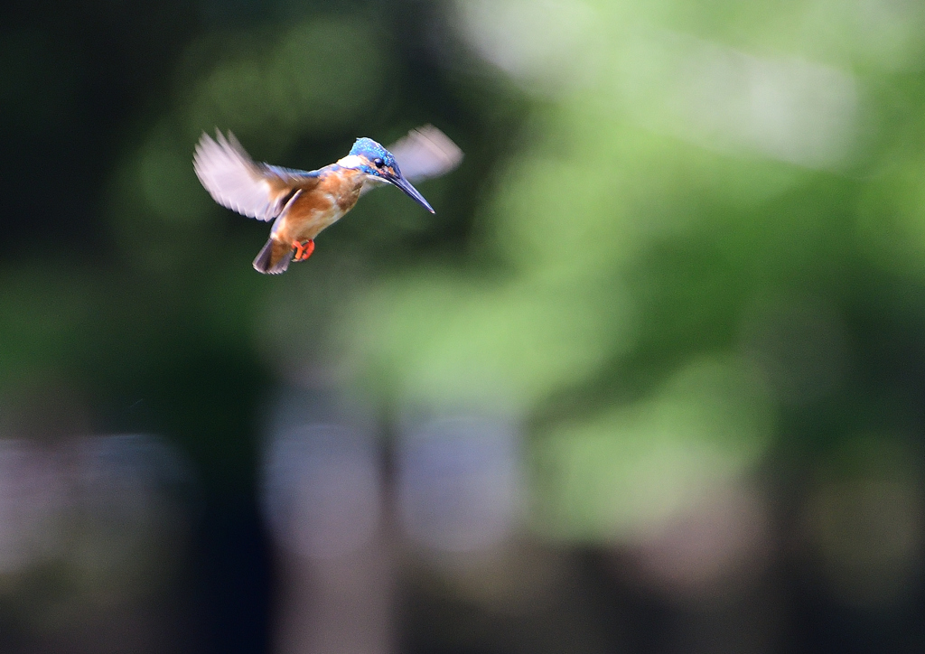 ホバる　７/２３❶