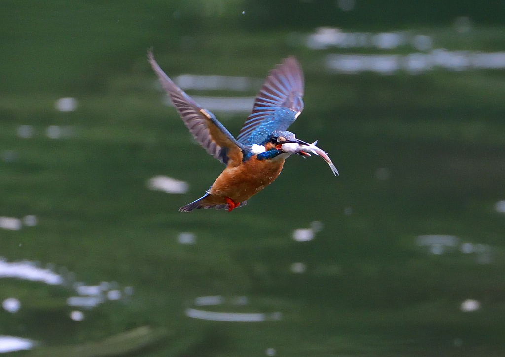 いつもの公園　５/２６❾