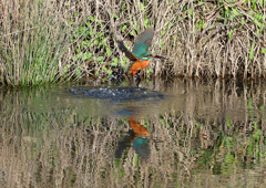 ダイブ　３/２３❶