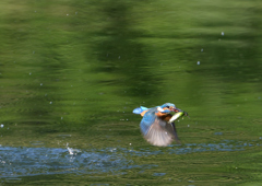 ダイブ　５/２４❷