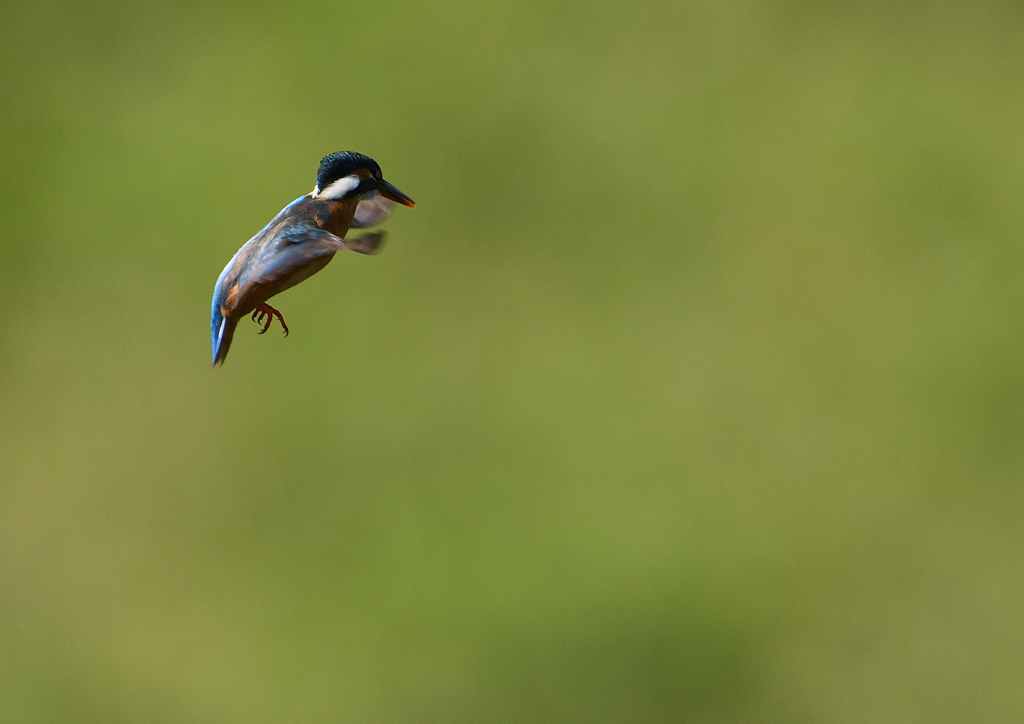 ホバ　５/２４❶