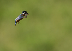 ホバ　５/２４❶