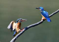 オスとメス　３/２５❷