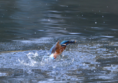 _191102_080301 DSC_8709