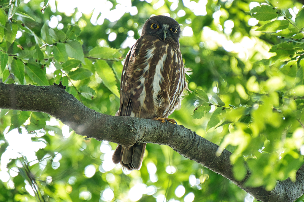 アオバズク　６/３
