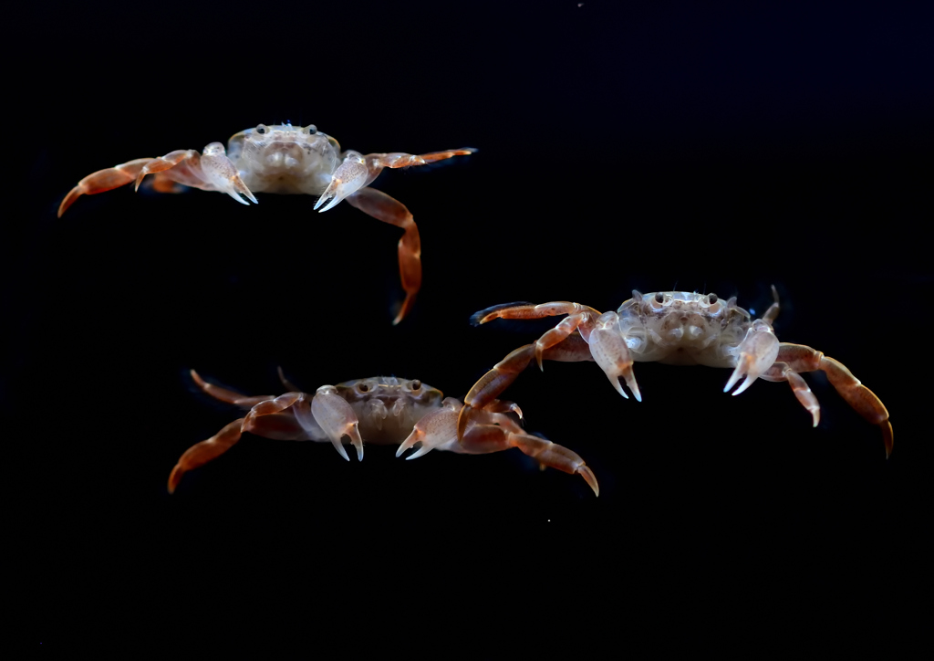 遊泳するカニ　８/７