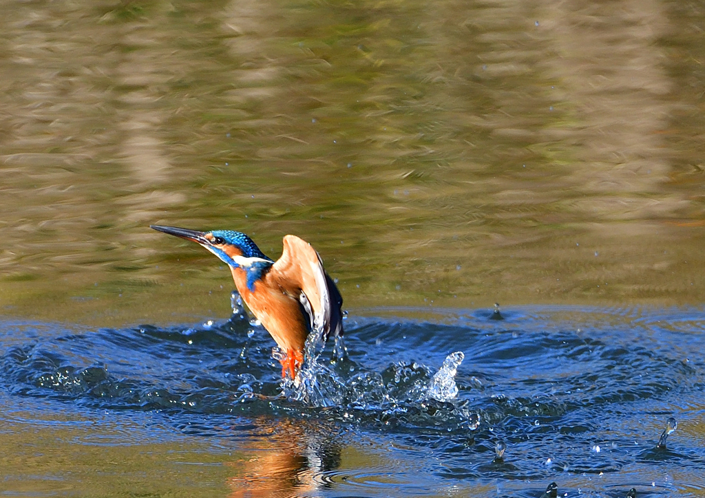 いつもの公園で　１２/３❼