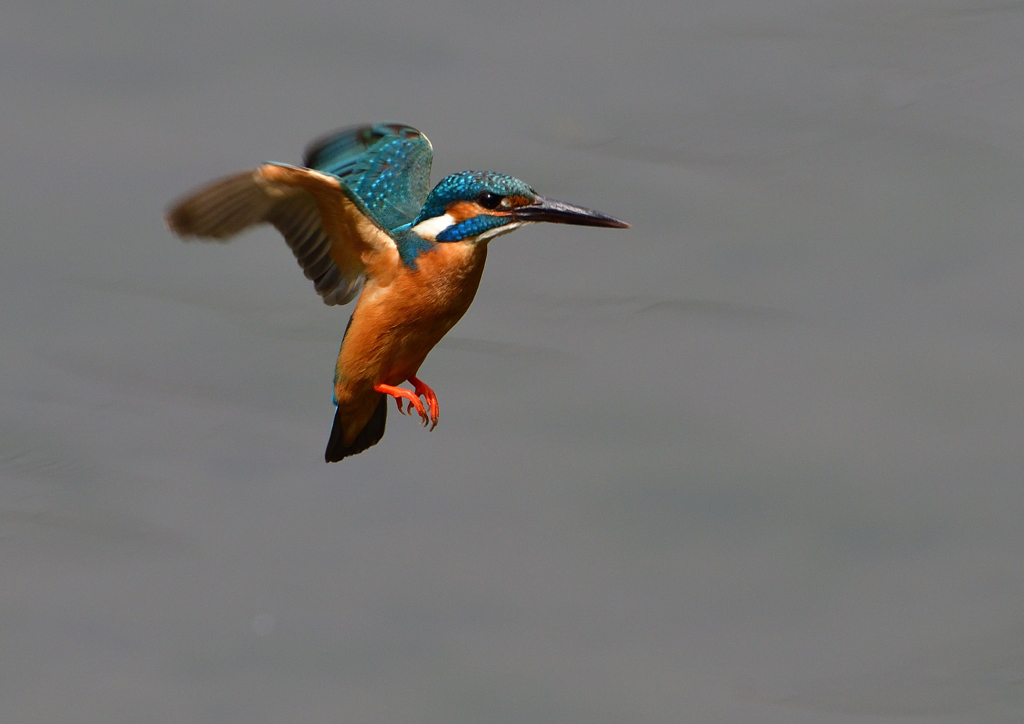 ホバ　５/２２⓫