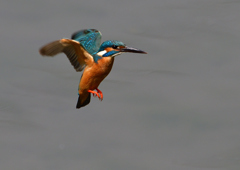 ホバ　５/２２⓫