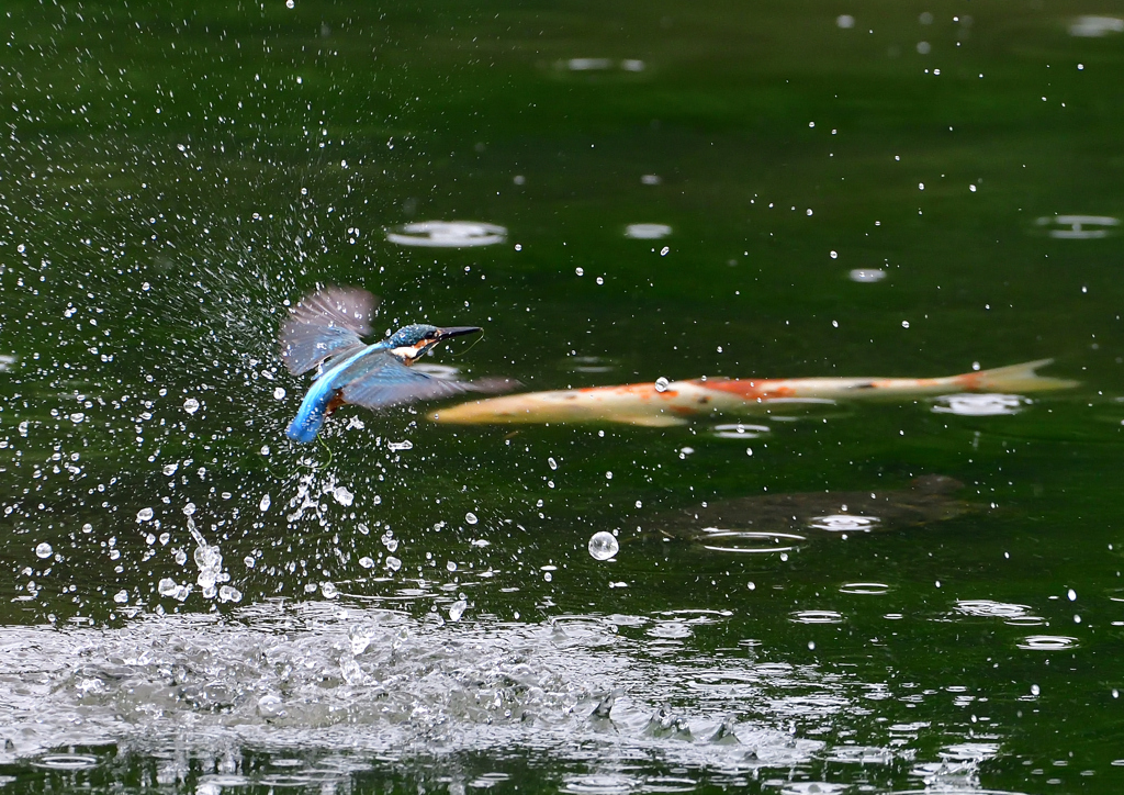 色鯉が・・・・　７/１３②