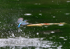 色鯉が・・・・　７/１３②