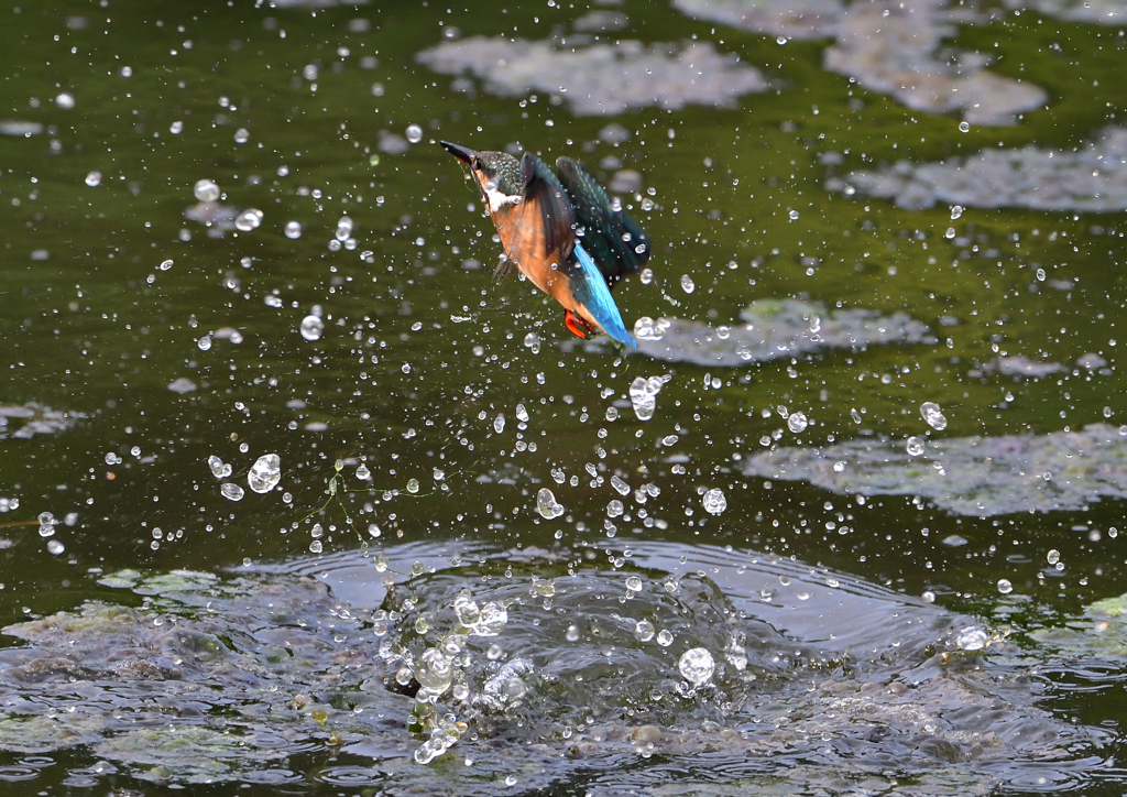 水飛沫　８/６❹