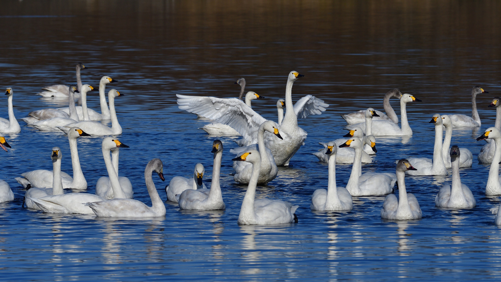 コハクチョウ　２/６❽